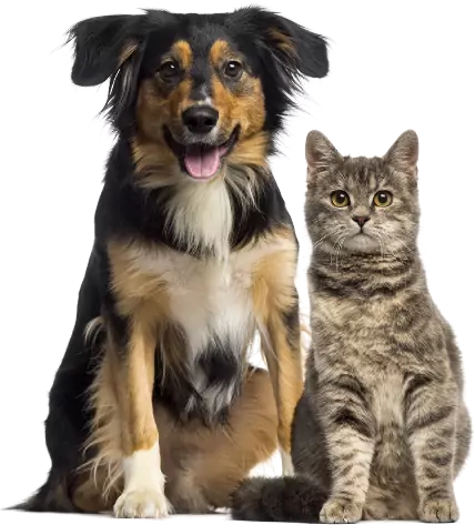 EUROPEAN CARE FOR THE HEALTH OF SMALL ANIMAL SASSOCIATION