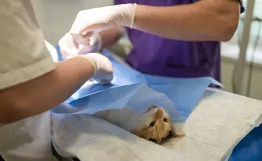 EUROPEAN CARE FOR THE HEALTH OF SMALL ANIMAL SASSOCIATION
