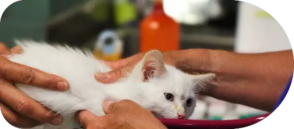 EUROPEAN CARE FOR THE HEALTH OF SMALL ANIMAL SASSOCIATION