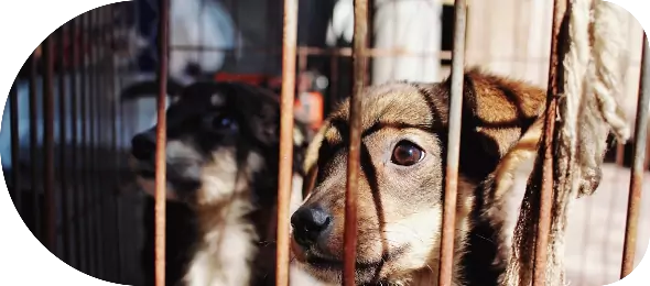 EUROPEAN CARE FOR THE HEALTH OF SMALL ANIMAL SASSOCIATION