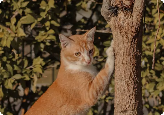 EUROPEAN CARE FOR THE HEALTH OF SMALL ANIMAL SASSOCIATION
