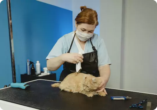 EUROPEAN CARE FOR THE HEALTH OF SMALL ANIMAL SASSOCIATION