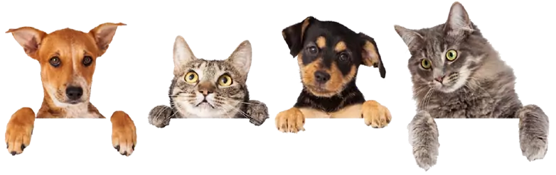 EUROPEAN CARE FOR THE HEALTH OF SMALL ANIMAL SASSOCIATION