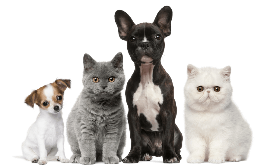EUROPEAN CARE FOR THE HEALTH OF SMALL ANIMAL SASSOCIATION