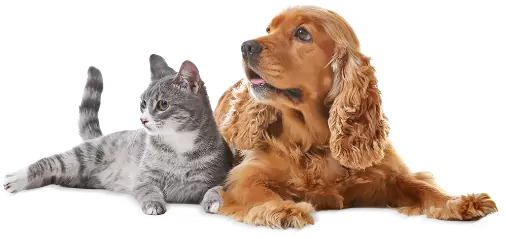 EUROPEAN CARE FOR THE HEALTH OF SMALL ANIMAL SASSOCIATION